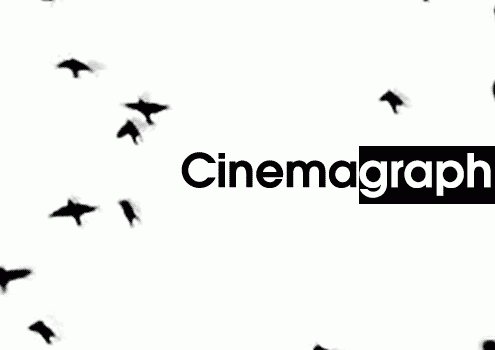 birds-cinemagraph